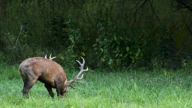 Red deer with big antlers in mating season	