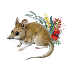 Fat-tailed dunnart animal with floral decor on white background. Australian marsupial endemic mammal Sminthopsis crassicaudata with Australia native flora decoration vintage style illustration