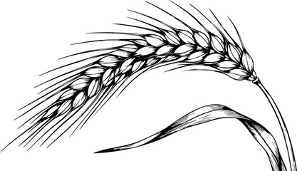 Elegant hand drawn wheat stalk with detailed grain and leaf, perfect for food, agriculture, and harvest designs © Artesian Edge