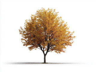 Fototapeta premium Isolated autumn tree on a white background, yellow, orange, green, red, brown