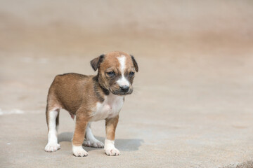 Cute puppy on the floor