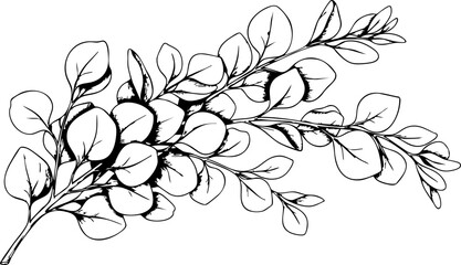 Delicate eucalyptus branch with detailed leaves, perfect for natural, botanical, and organic design accents and branding. © Artesian Edge