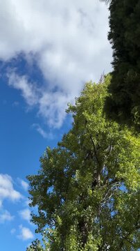 clouds and trees