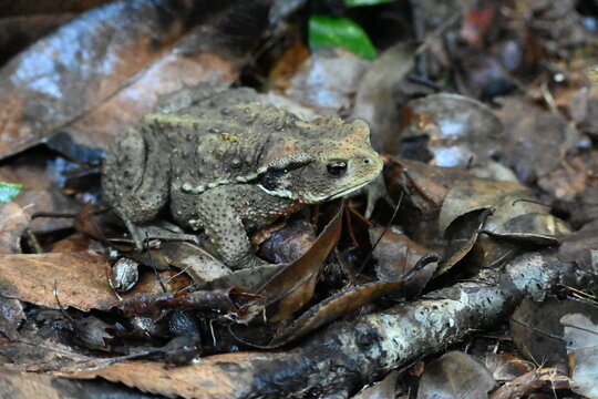 ガマガエル」の写真素材 | 4,381件の無料イラスト画像 | Adobe Stock