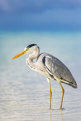 Beautiful grey heron hunting in calm water ocean lagoon tropical beach shore sunny day wildlife bird natural scenic exotic tropical coastline horizon reflection peaceful environment tropical nature