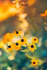 Keuken achterwand Zorgcentrum Beautiful autumn flowers gold orange petals green foliage blurred background fall colors warm sunlight artistic abstract nature floral closeup seasonal garden decoration scenic vibrant peaceful nature  © icemanphotos