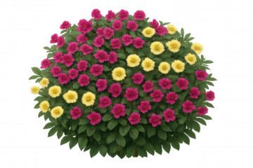 Bush with vibrant magenta and yellow flowers blooming, creating a colorful decorative plant on a transparent background