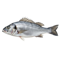 Whole fresh raw sea bream or dorade fish with shiny scales isolated on a white background