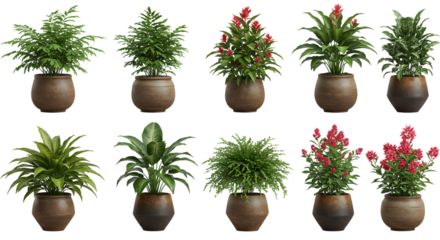 Collection of potted plants and floral arrangements for indoor decoration