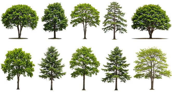 A diverse collection of isolated lush green deciduous and coniferous trees on a white background