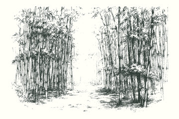 Detailed hand-drawn bamboo forest in vintage engraving style, showing a serene path among tall stalks. Perfect for zen art, prints, or posters.