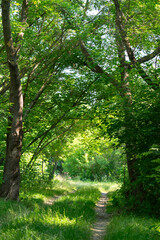 Obraz premium Serenity in a summer forest park with vibrant green leaves and a winding path