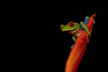 Red-eyed tree frog