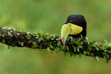 toucan on a tree © Michal