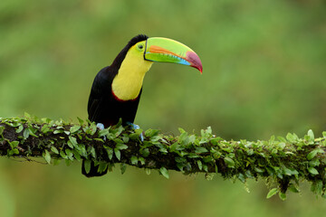 Fototapeta premium toucan on a tree