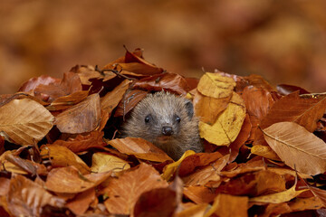hedgehog in the forest © Michal