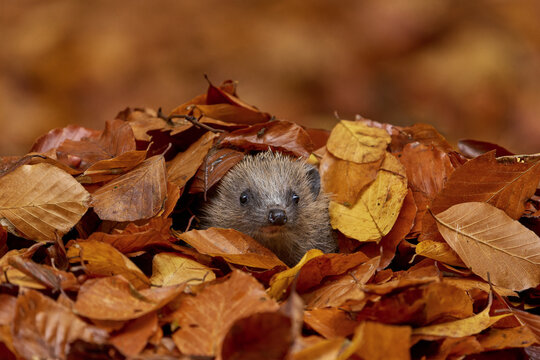hedgehog in the forest