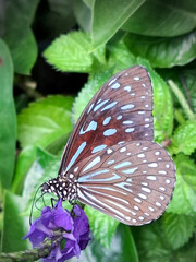 Close-up macro of a butterfly on a purple flower with green background, tropical insect resting on blossom showing delicate wing patterns and vibrant colors in natural environment