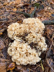 Cauliflower mushroom sparassis crispa growing on forest ground among pine needles and moss in autumn woodland close up macro