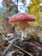 Red fly agaric mushroom growing in autumn forest among moss and fallen leaves with blurred natural background macro close up
