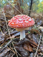 Red fly agaric mushroom growing in autumn forest among moss and fallen leaves with blurred natural background macro close up