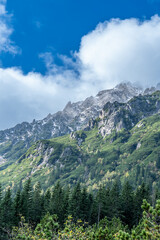Vertical View: Lush Pine Forest and Rocky Tatra Mountain Ridge under Blue Sky, Poland