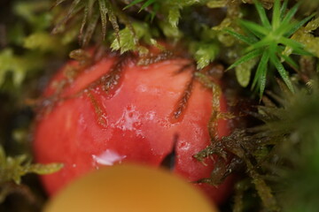 Pilze in freier Natur mit lebendiger Umgebung aus Moosen und Pflanzen 