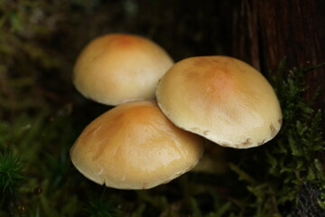 Pilze in freier Natur mit lebendiger Umgebung aus Moosen und Pflanzen 