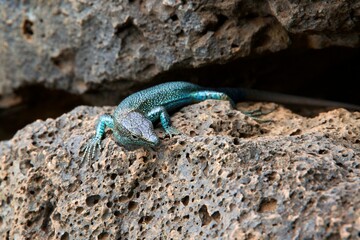 closeup of a lizard