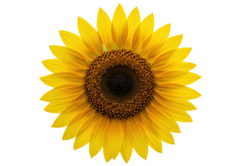 Fototapeta premium Isolated yellow sunflower blossom with a dark brown center for oil, seeds, honey, and food