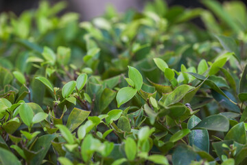 close up of green leaves