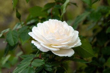 White Rose Bloom in Garden
