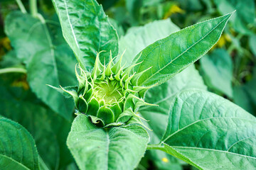 Fototapeta premium Sunflower buds, among green leaves and soft blurred style for background, selective focus point.