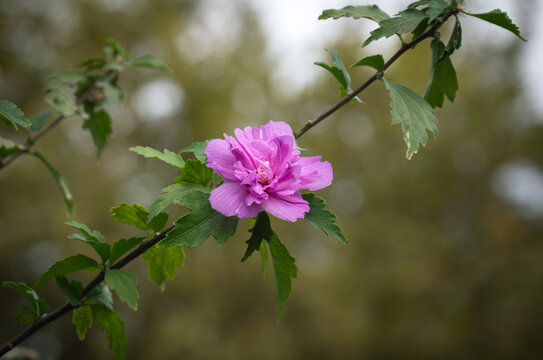 Blooming Hibiscus syriacus tree pink flowers and leaves. rose mallow. blurry background. gul hatmi.