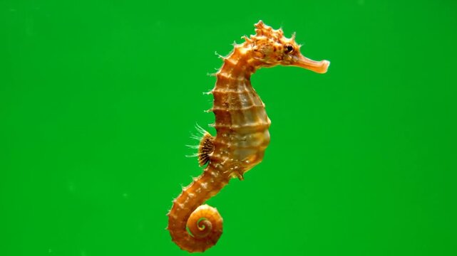 seahorse on green screen background
