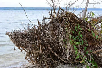 Exposed Tree Roots on a Lake Shore tree after storm