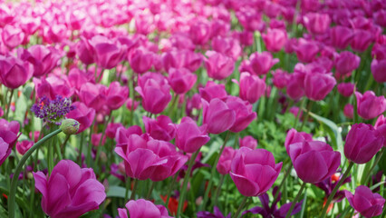 Vibrant pink tulips bloom abundantly in a picturesque outdoor garden setting in the netherlands...