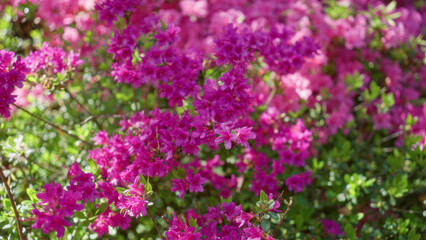 Vibrant pink azaleas in full bloom outdoors on a sunny day in the netherlands, capturing the lushness of the landscape