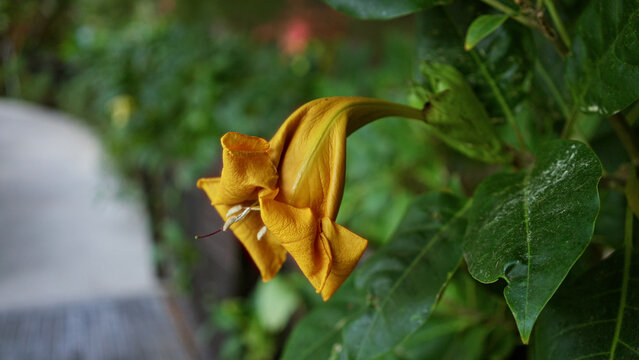 Golden solandra blooms vibrantly in a lush outdoor setting in spain surrounded by rich green leaves.