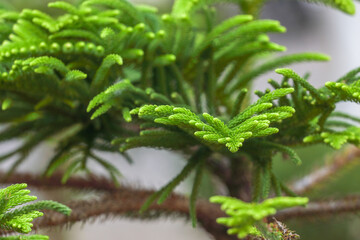 Beautiful Dacrydium cupressinum tree in garnden