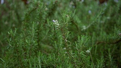Rosemary plant outdoors in mallorca spain with green aromatic herbs and small purple flowers under natural sunlight