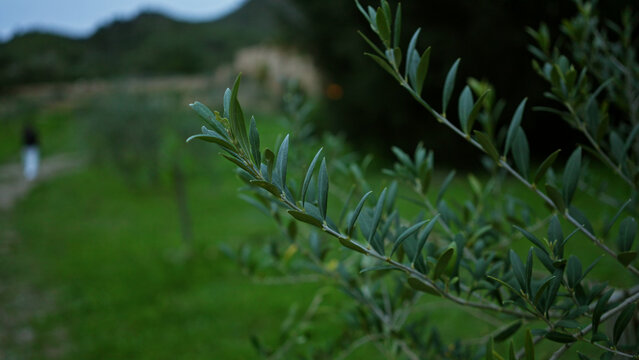 Olive branch close-up with woman walking in mallorca countryside, showcasing lush greenery and serene landscape.