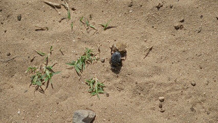 Dung beetle pushing dirt across sandy terrain under bright sunlight outdoors, highlighting the insect's persistence and natural surroundings in a simple desert ecosystem.