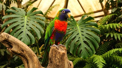 Bright parrot resting on branch surrounded by tropical leaves. Indoor garden setting with rich greenery creates vivid atmosphere. Concept of wildlife, nature exploration, animal appreciation