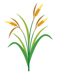 Vector Illustration of Rice or Wheat Crop