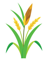 Grain Plant Vector Illustration for Farming Concept