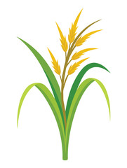 Green Rice and Wheat Crop Vector EPS