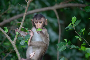 可愛いサル
