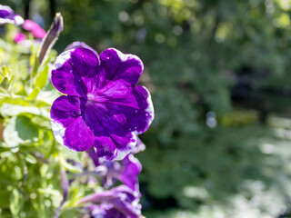 Close-up of purple flower head among green leaves