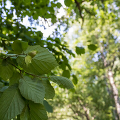 Hazel tree branch with leaves and green hazelnuts in the forest